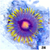 Blow Pop Zoas