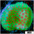 Strawberry Fields Montipora