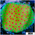 Strawberry Fields Montipora