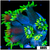 Neon Star Goniopora