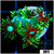 Neon Star Goniopora