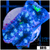 Frosted UFO Acan Lord