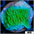 Neon Plating Monti