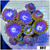 Blowpop Zoanthids