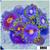 Blowpop Zoanthids