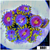 Blowpop Zoanthids