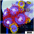 ASD Combo Zoanthids