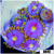 Blowpop Zoanthids