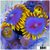 Blow Pop Zoas
