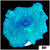 Blue Man Discosoma Mushroom