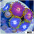 ASD Combo Zoanthids