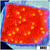 Sunburst Montipora