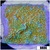 Blueberry Fields Montipora