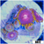 Sunflower Zoanthids