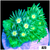 Nuclear Goniopora
