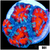 Teal Claw Acan Lord