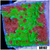 JF Cold Fusion Montipora