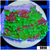 JF Cold Fusion Montipora