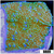 Blueberry Fields Montipora