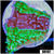 JF Cold Fusion Montipora