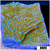Blueberry Fields Montipora