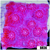 Grape Cyphastrea