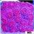 Grape Cyphastrea