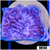 Purple Haze Montipora