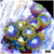 Blowpop Zoanthids