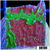 JF Cold Fusion Montipora