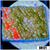 ASD Grafted Montipora