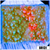 ASD Grafted Montipora