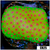 Strawberry Feilds Montipora