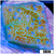 Blueberry Feilds Montipora