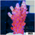 BC Unicorn Bubblebath Acropora