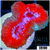 Teal Claw Acan Lord