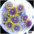 Blowpop Zoanthids