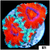 Teal Claw Acan Lord