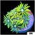 Neon Star Goniopora