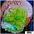 Nuclear Montipora