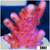 BC Unicorn Bubblebath Acropora