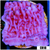 Purple Haze Montipora