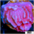 Purple Haze Montipora