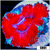 Teal Claw Acan Lord