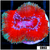 Teal Claw Acan Lord