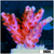 BC Unicorn Bubblebath Acropora