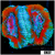 Ice Core Acan Lord