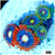 ASD Combo Zoanthids