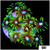 Neon Star Goniopora