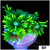 Neon Star Goniopora